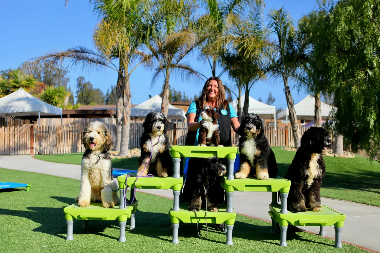 Understanding the Purpose of Service Dogs for Sale