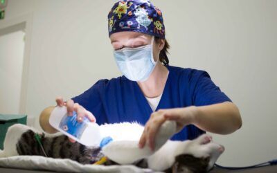 How to Choose the Best Tupelo Vet for Your Pet's Health Needs