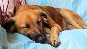 Benefits of Choosing In-Home Euthanasia for NYC Pets