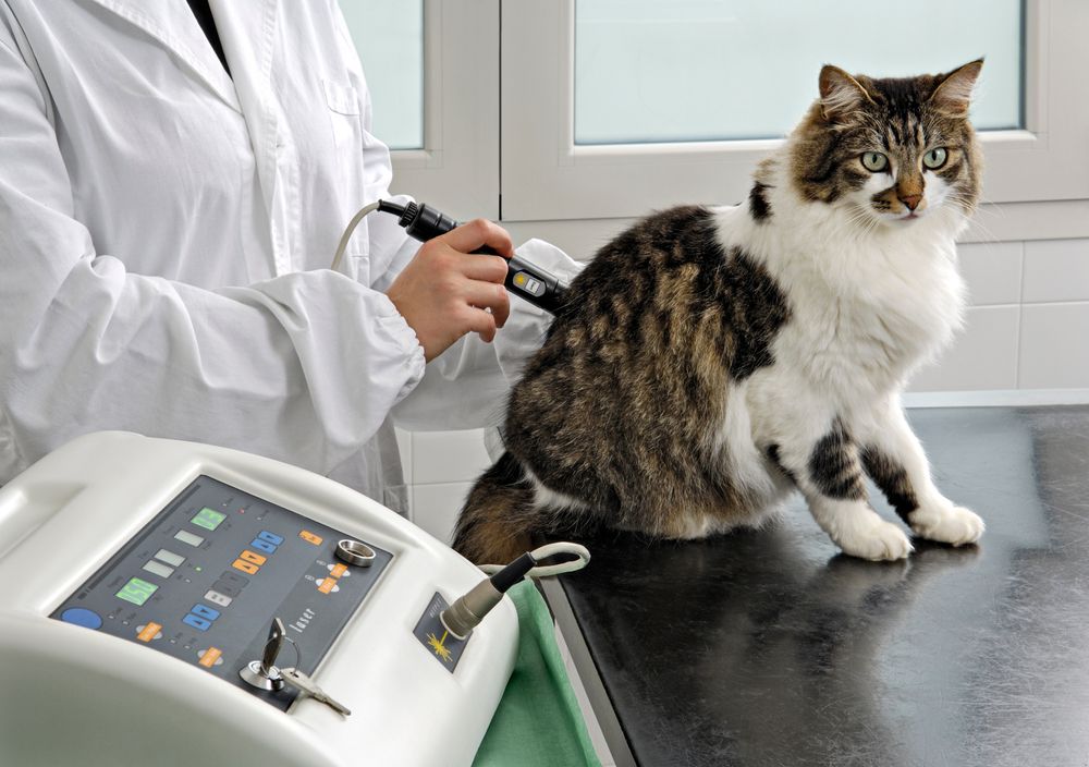 How Spaying Can Prevent Health Problems in Dogs