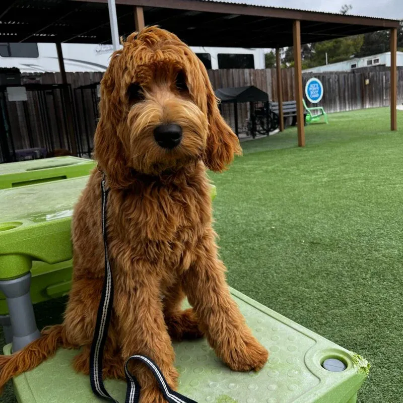 How Professional Training Helps Create a Trained Dog