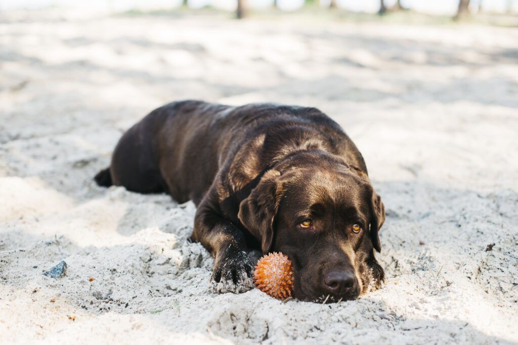 What to Expect After Starting Anti Seizure Meds for Dogs