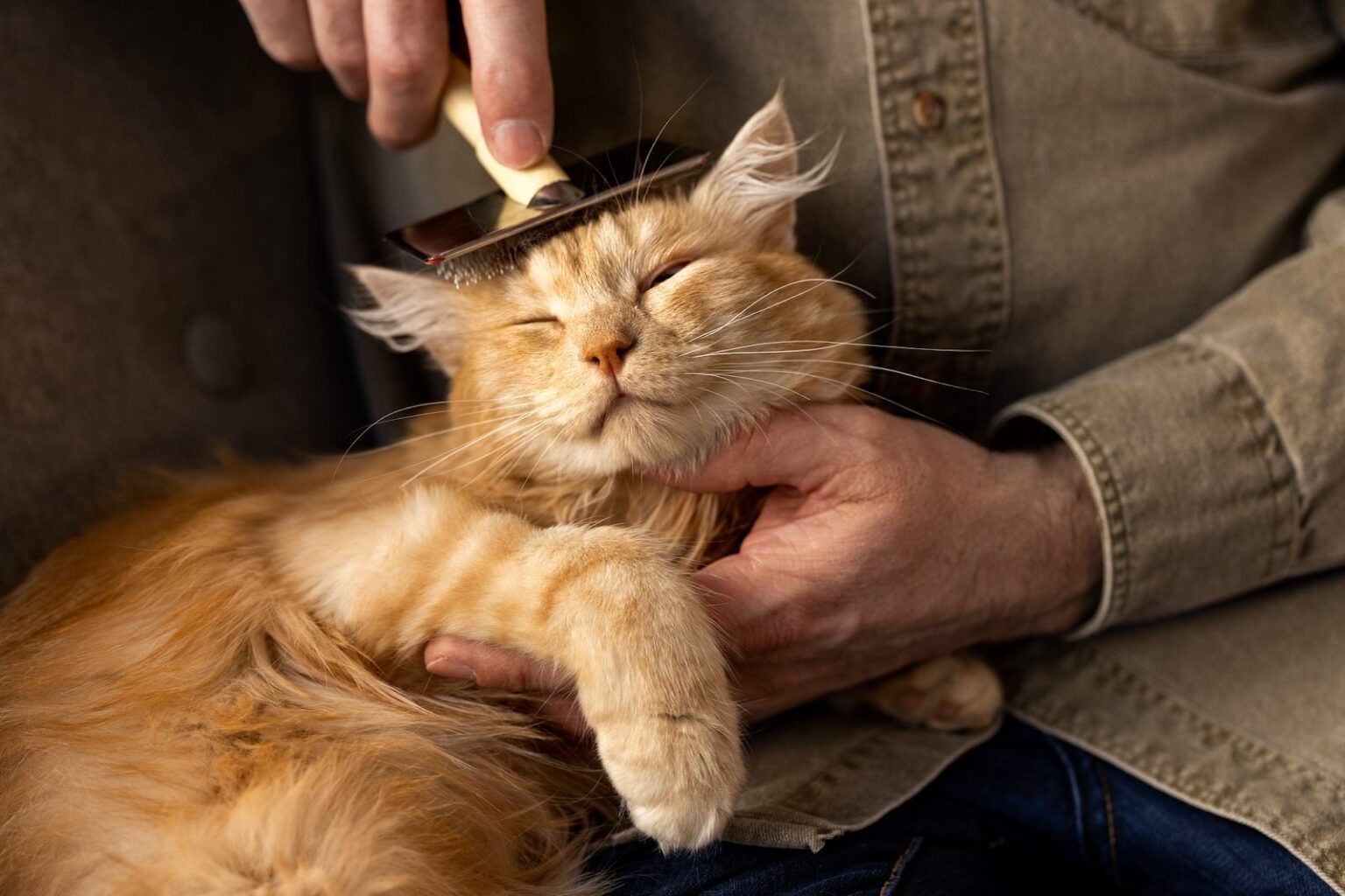 How to Choose the Right Antiseptic for Cats Safely