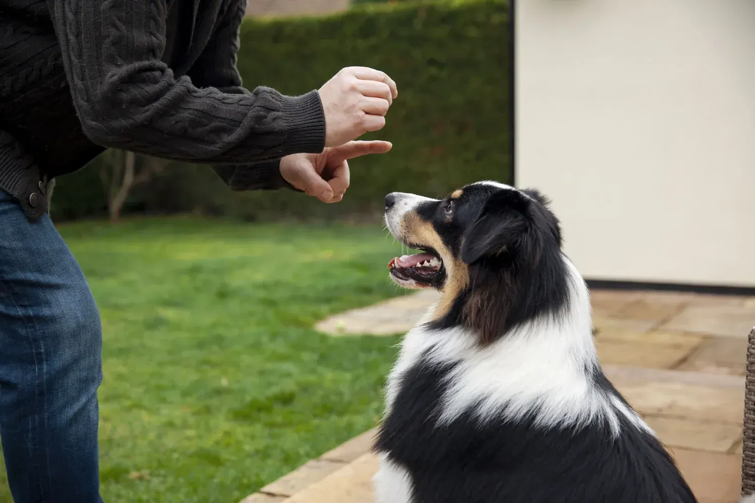 Understanding the Purpose of Service Dogs for Sale