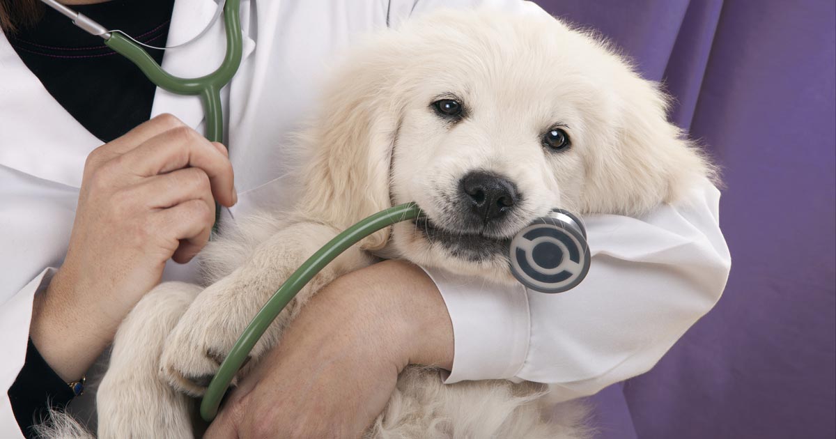 When Should You Take Your Pet to a Vet in Conroe TX?