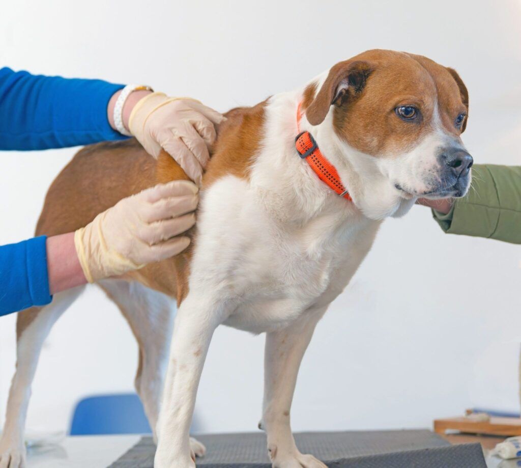 What to Expect at a Tupelo Veterinary Clinic During Your Pet's First Visit