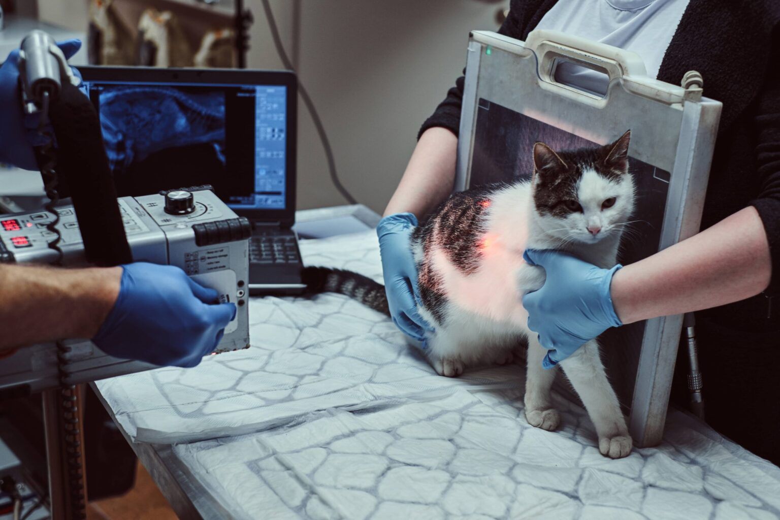 Understanding Companion Laser Therapy and How It Helps Pets Heal